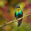 Kolibrik ohnivobrady - Panterpe insignis - Fiery-throated Hummingbird o0695